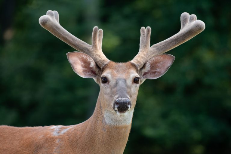 Whitetail Deer Antler Growth Chart By Month Nickiy