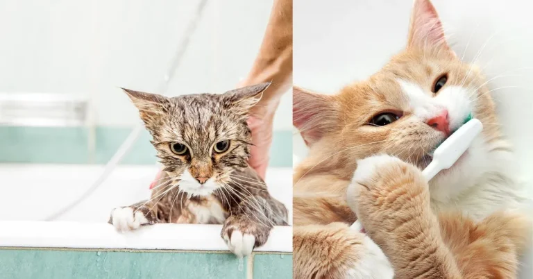 Why do cats like being in the bathroom with you?