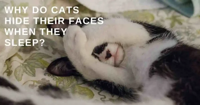 Why do cats hide their faces when they sleep?