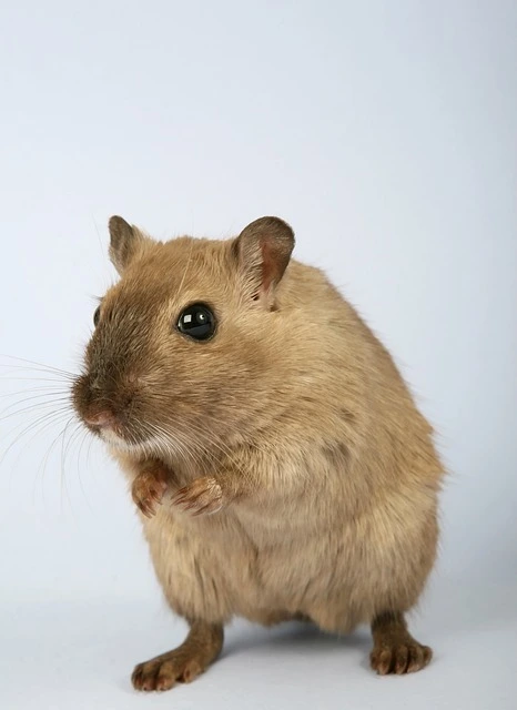 Hamster with white background