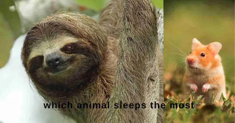 Which animal sleeps the most in a 24-hour period