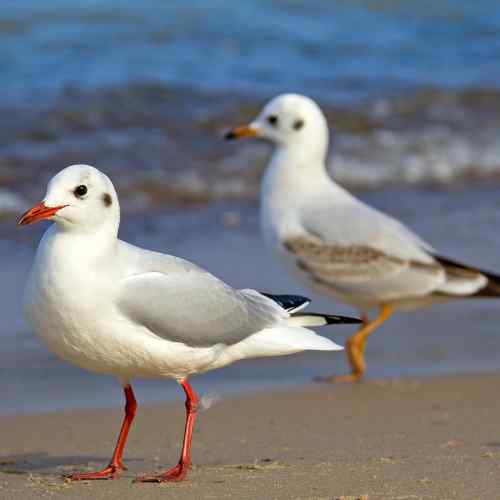 Why Do Seagulls Stand On One Leg?