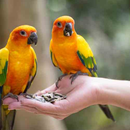 What Is A Group Of Parrots Called?