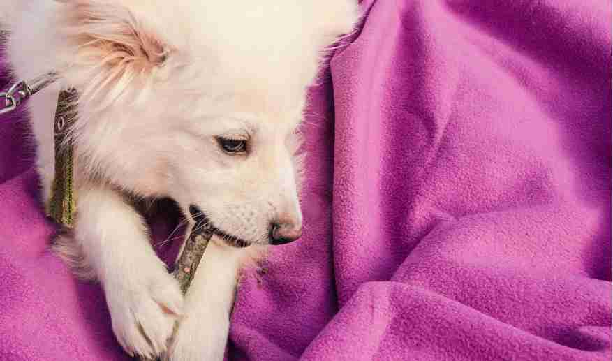 White dog nibbles a stick