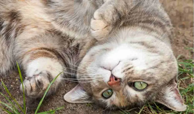 Why Do Cats Roll in Dirt?