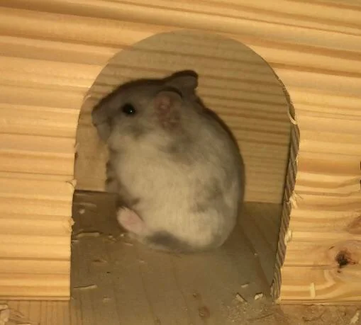 Why Your Hamster Stares at the Wall!