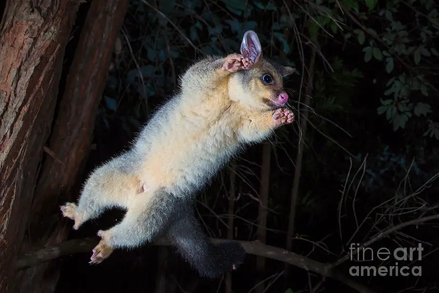 How High Can A Possum Jump