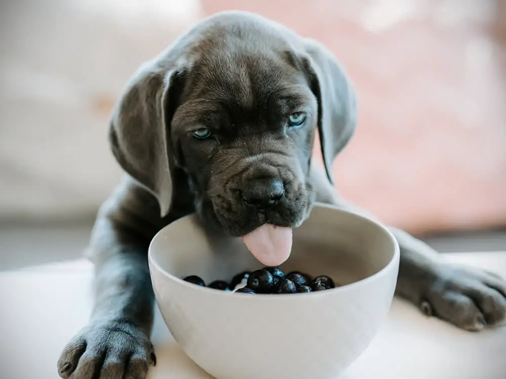 10 Best Dry Dog Food for Great Danes