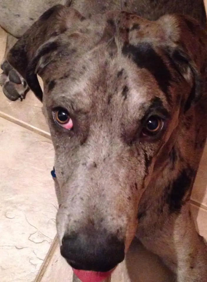 Why Do Great Dane's Eyes Turn Red