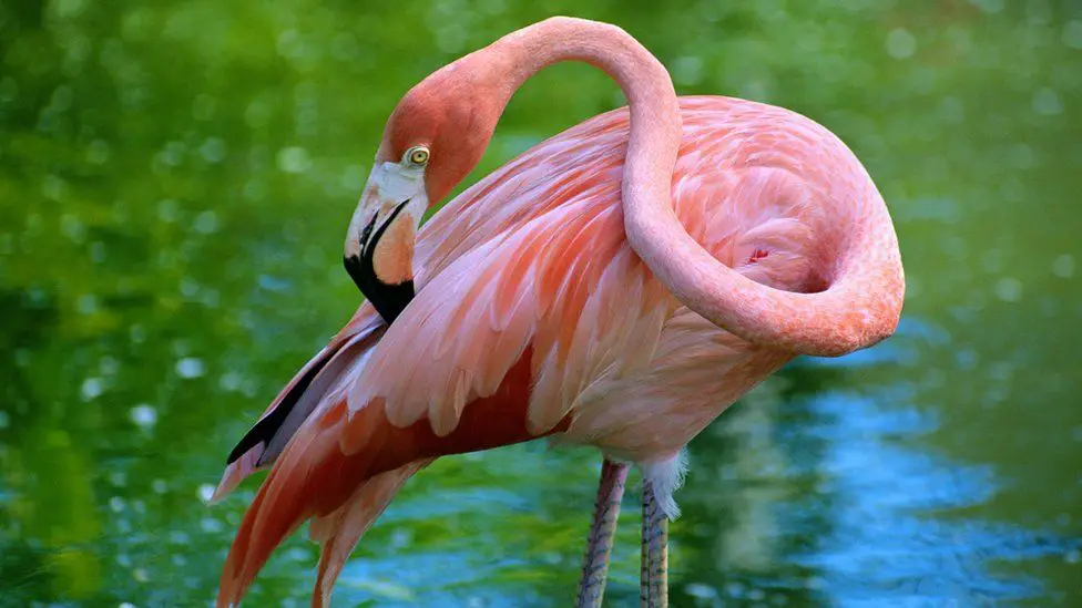 Flamingos as Pets