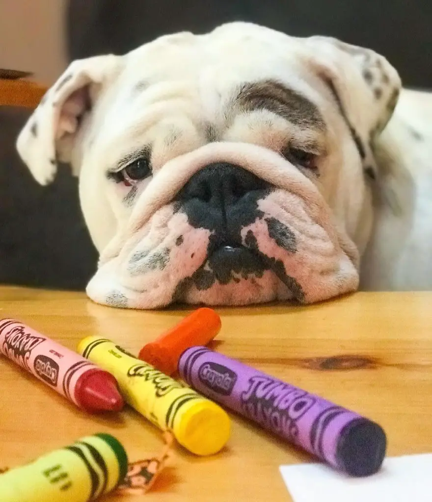 Why Do Dogs Devour Crayons