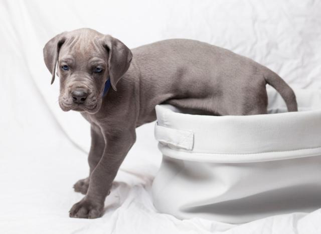 What to Feed a Great Dane Puppies