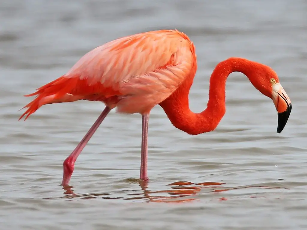 Flamingos as Pets