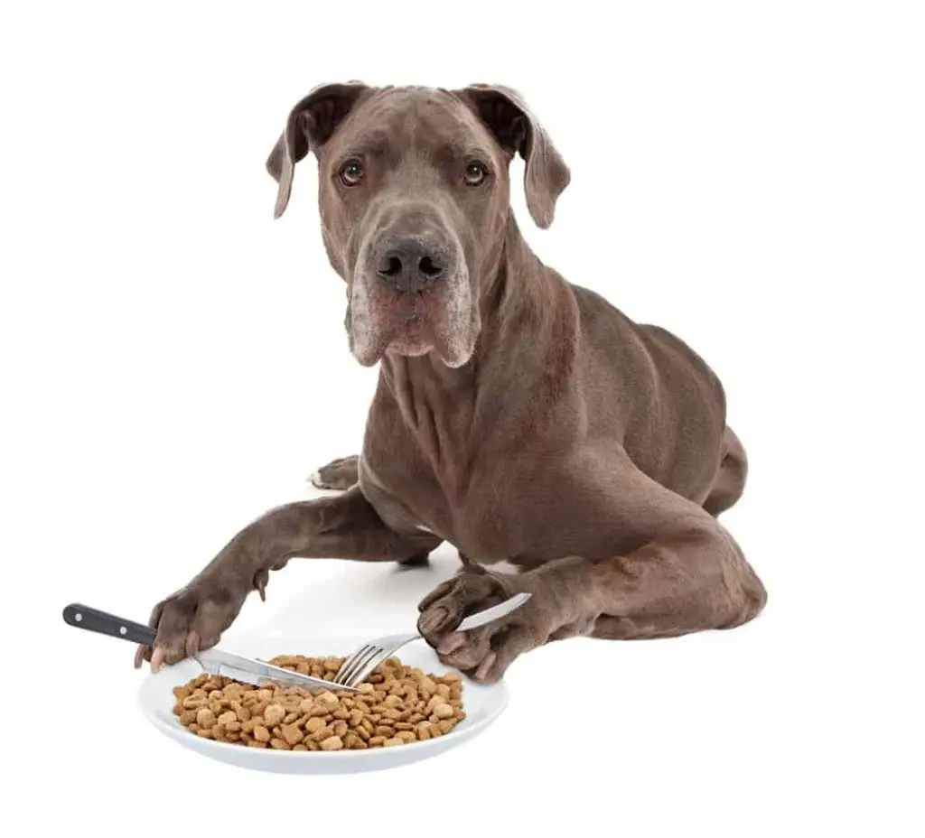 10 Superb Dry Dog Food Options for Great Danes