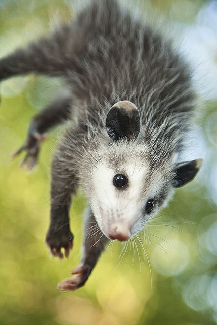 How High Can A Possum Jump