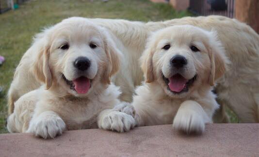 6 Best Golden Retriever Breeders In Australia