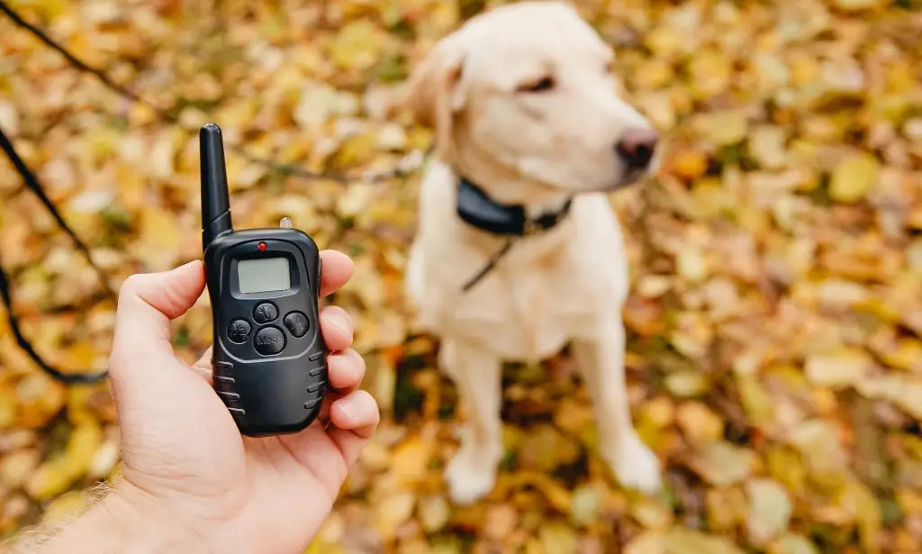 E-Collar Vs. Shock Collar