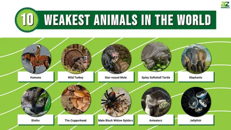 20 Weakest Animals In The World - nickiy.com