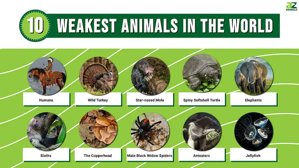 20 Weakest Animals In The World