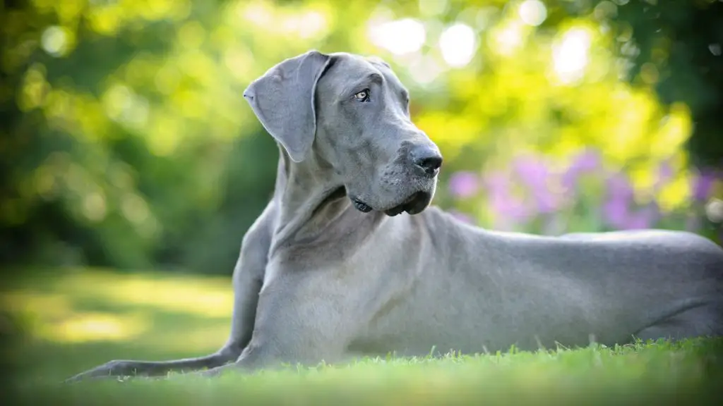 Do Great Danes Shed a Lot