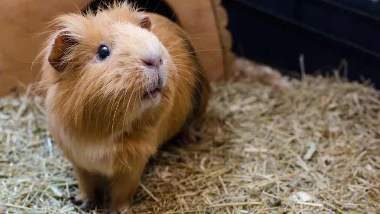 Can Guinea Pigs See Infrared Light?