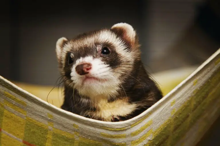 5 Devastating Consequences of Poor Diet in Ferrets