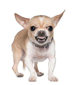 6 Reasons Why Chihuahuas Are Always Angry and Aggressive