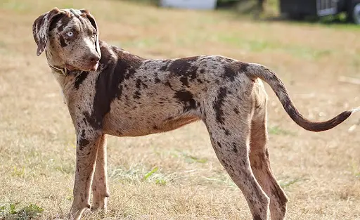 Are Catahoula Leopard Dogs Good With Cats