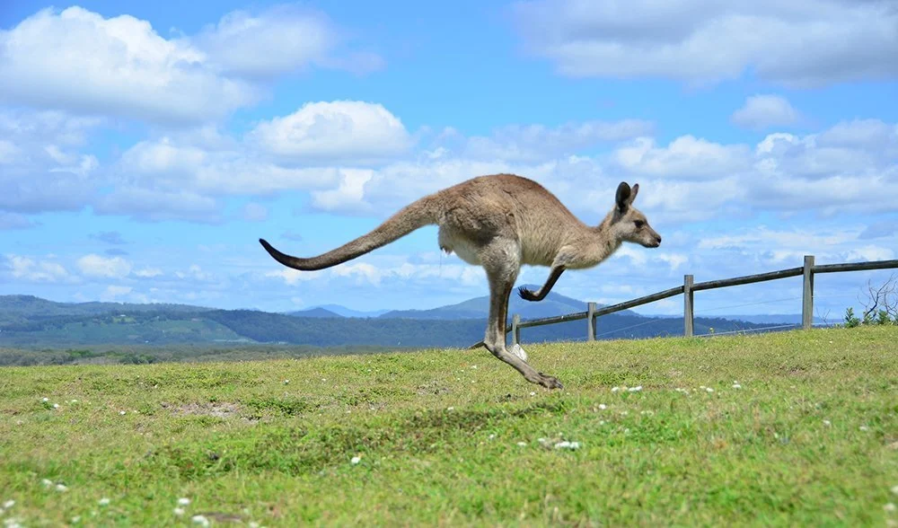 Discover 12 Fascinating Hopping Animals