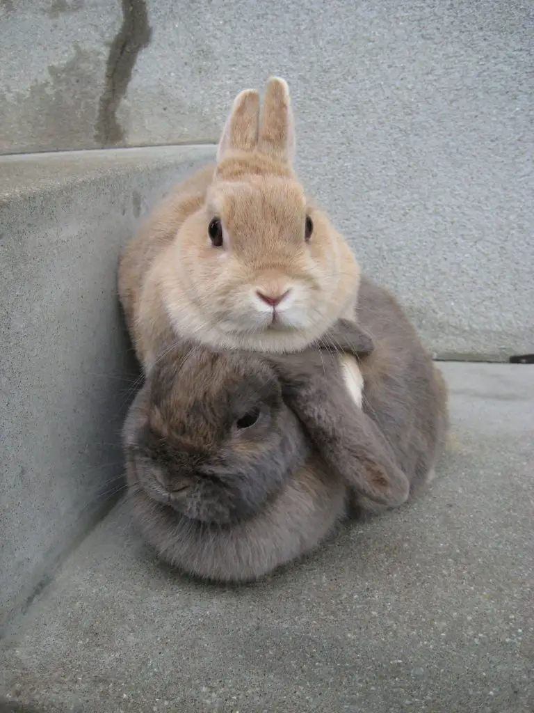 Why Do Rabbits Lay On Top Of Each Other