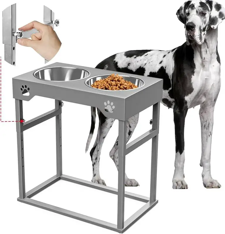 9 Best Elevated Dog Bowls for Great Danes