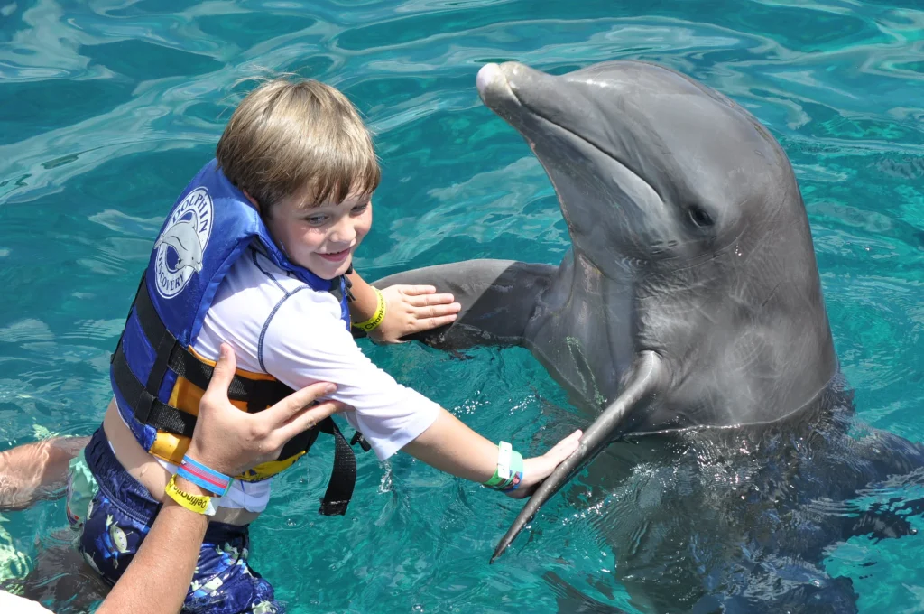 The Secret Behind Dolphins' Friendliness Towards Humans