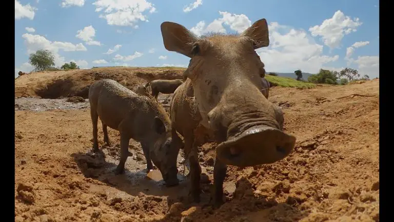 Animals That Wallow In Mud