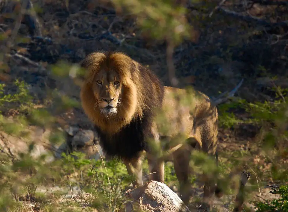 8 The Lion King Animal Species In Real Life