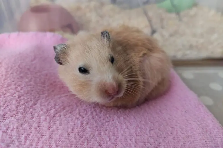 Why Does My Hamster Wake Up In The Day?