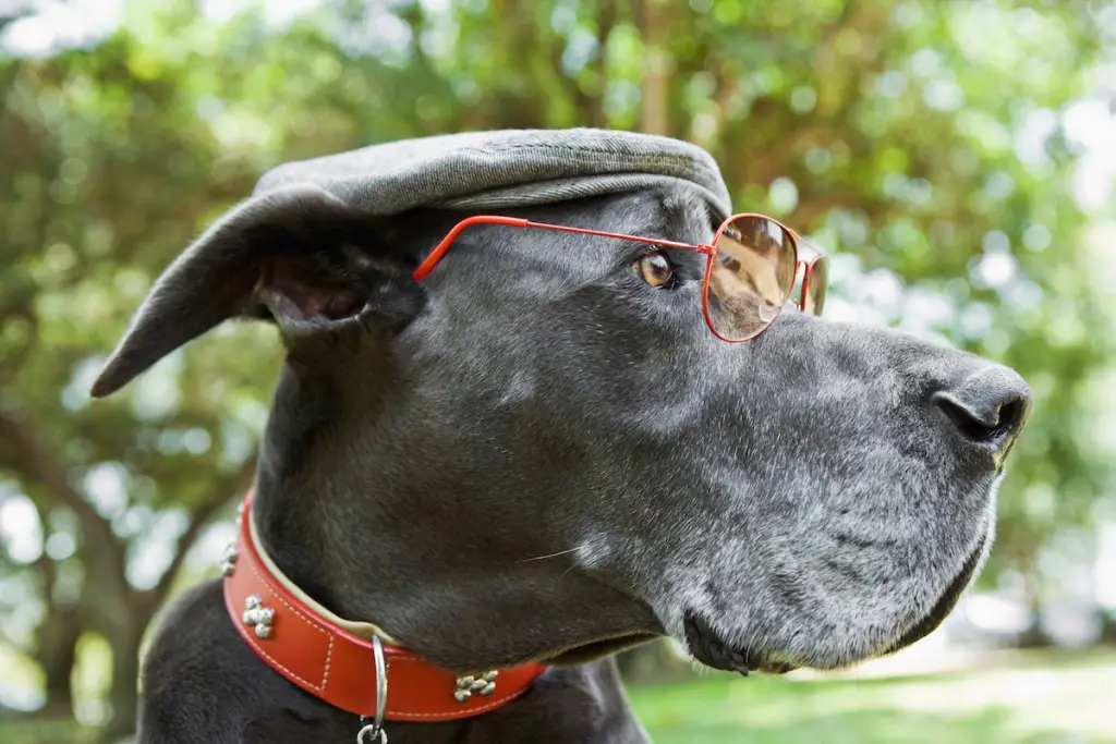 Tips for a Smarter Great Dane