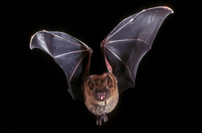 4 Astonishing Reasons Bats Only Fly at Night!