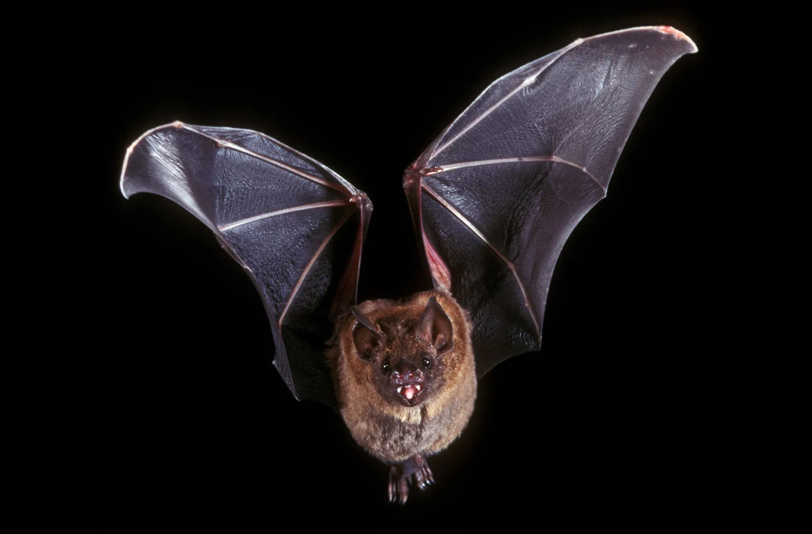 4 Astonishing Reasons Bats Only Fly at Night