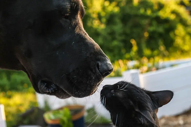 Are Great Danes Good With Cats