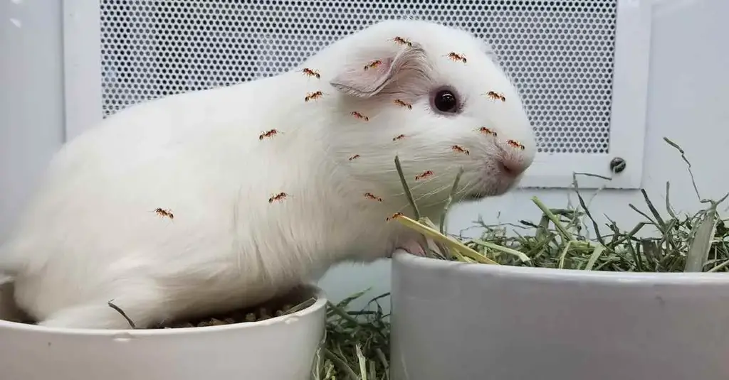 Can Ants Be Deadly for Guinea Pigs?