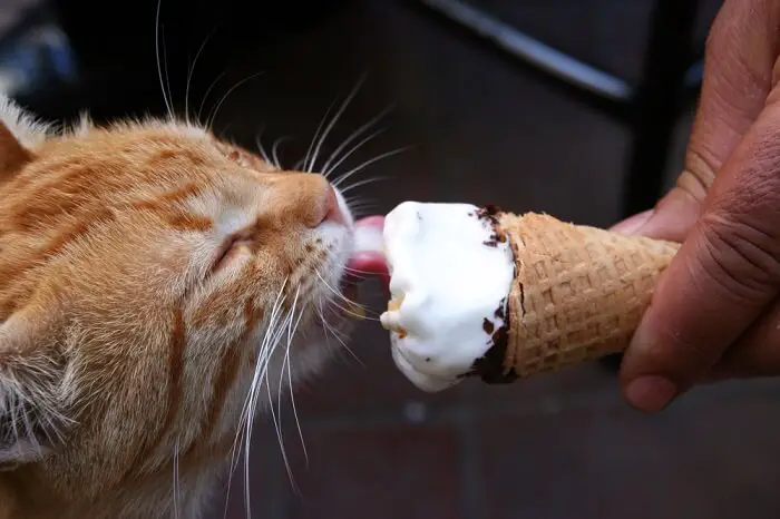 Can Cats Have Dog Ice Cream