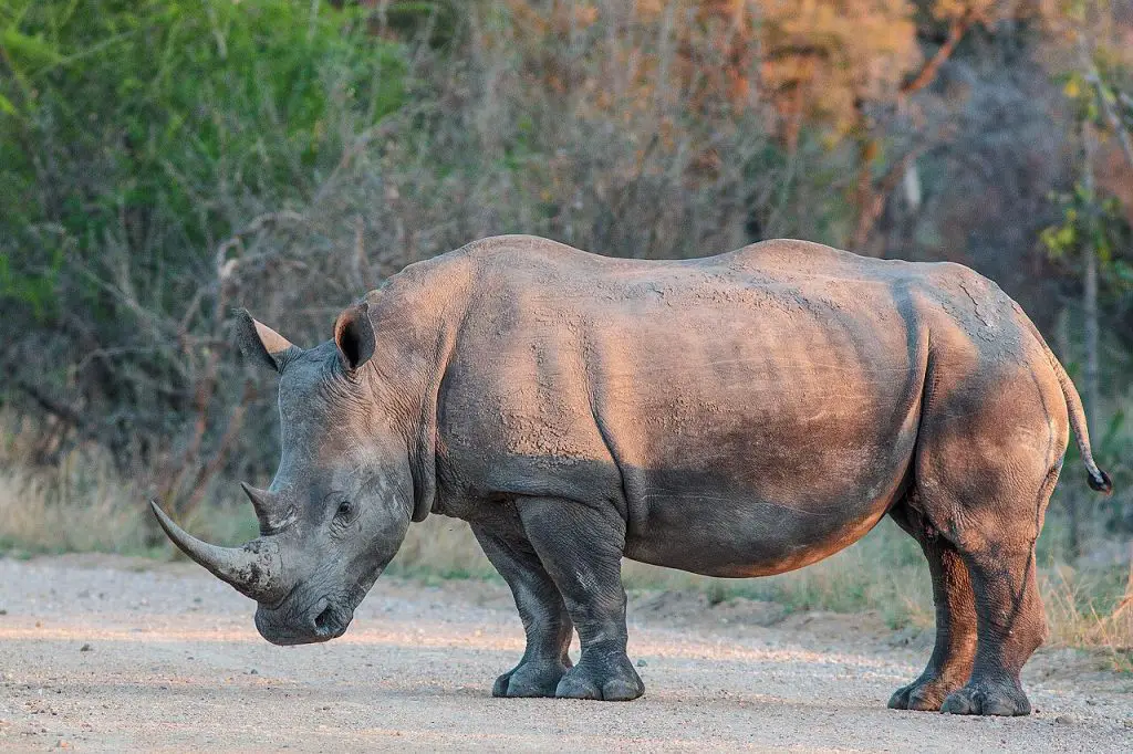 Do Rhinos Have Tails - nickiy.com