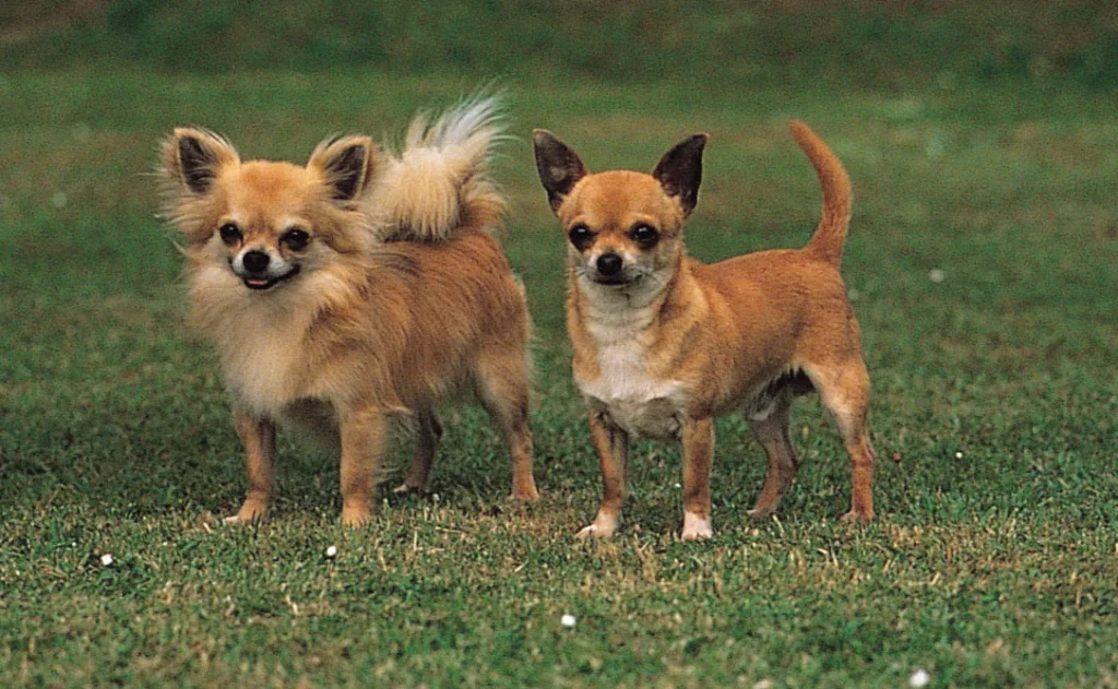 Why Chihuahuas Are Always Angry and Aggressive