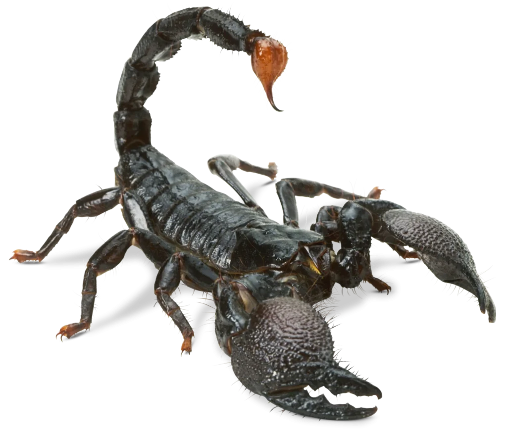 Do Scorpions Recognize Their Owners