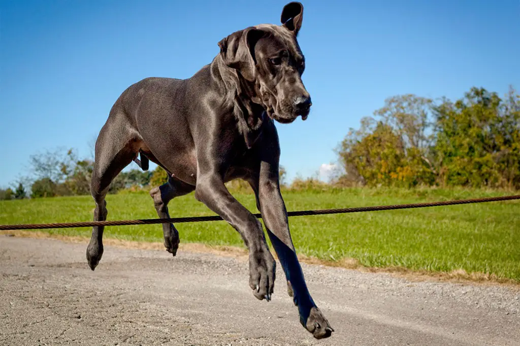 How Fast Can a Great Dane Run