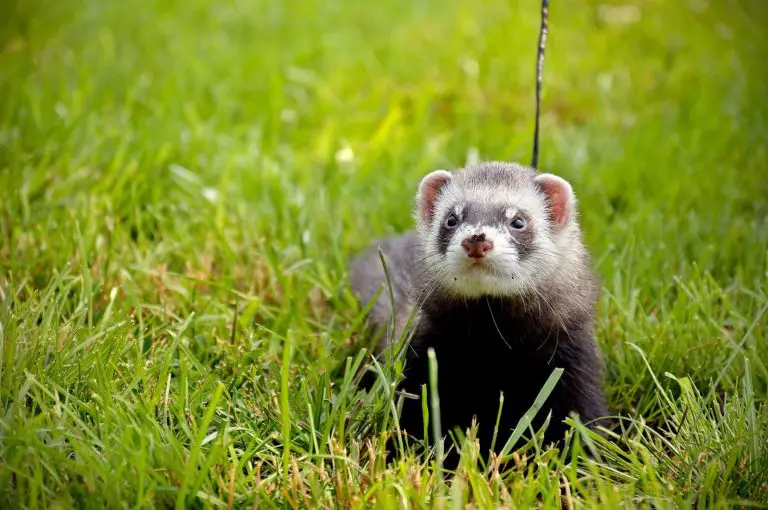 Why Exercising Your Ferret is Crucial