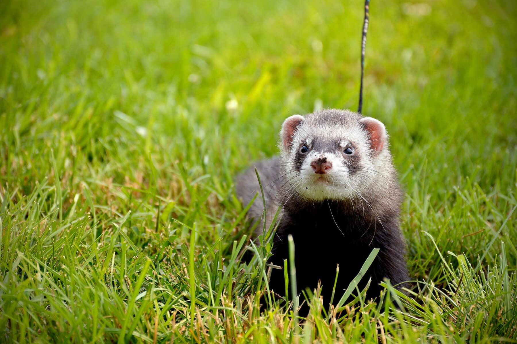 Why Exercising Your Ferret is Crucial