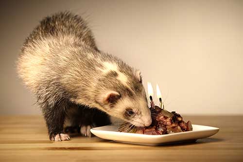 5 Devastating Consequences of Poor Diet in Ferrets