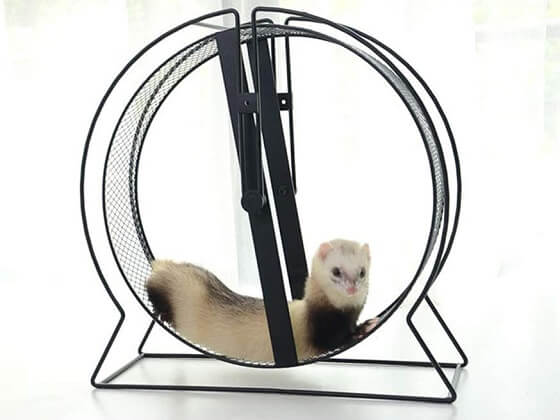 Why Exercising Your Ferret is Crucial