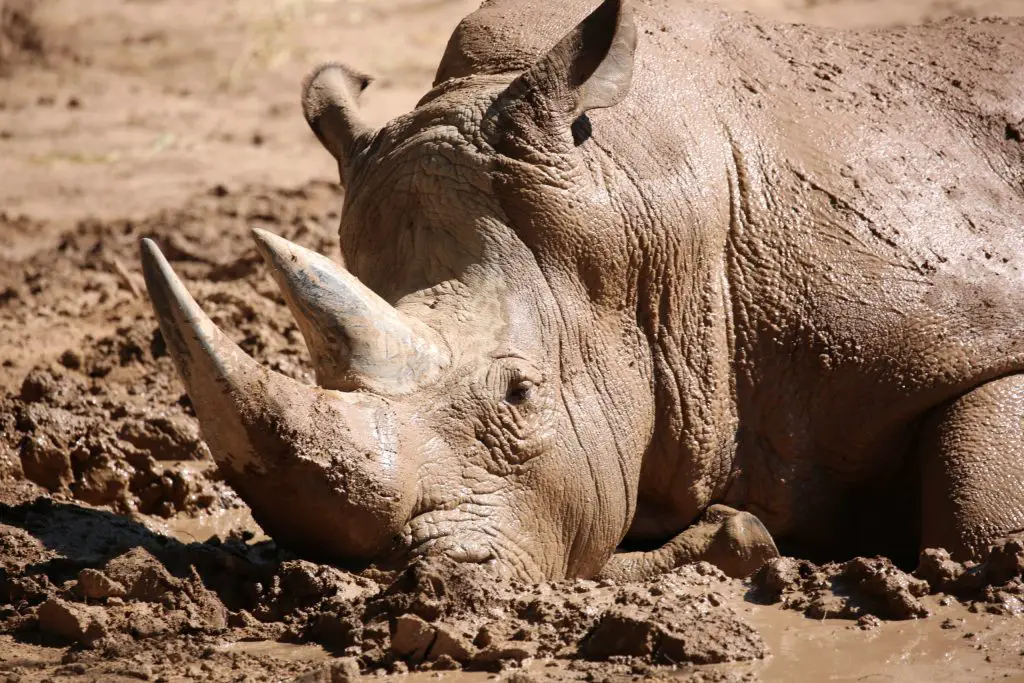 Animals That Wallow In Mud